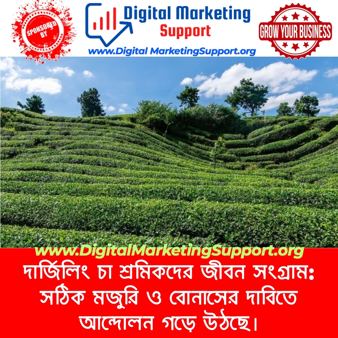 দার্জিলিং চা শ্রমিকদের জীবন সংগ্রাম: সঠিক মজুরি ও বোনাসের দাবিতে আন্দোলন গড়ে উঠছে।