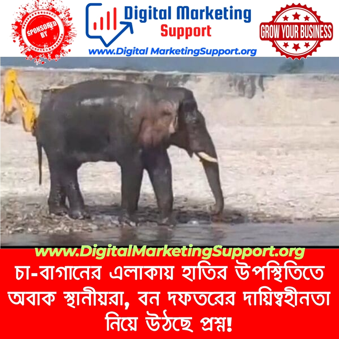 চা-বাগানের এলাকায় হাতির উপস্থিতিতে অবাক স্থানীয়রা, বন দফতরের দায়িত্বহীনতা নিয়ে উঠছে প্রশ্ন!