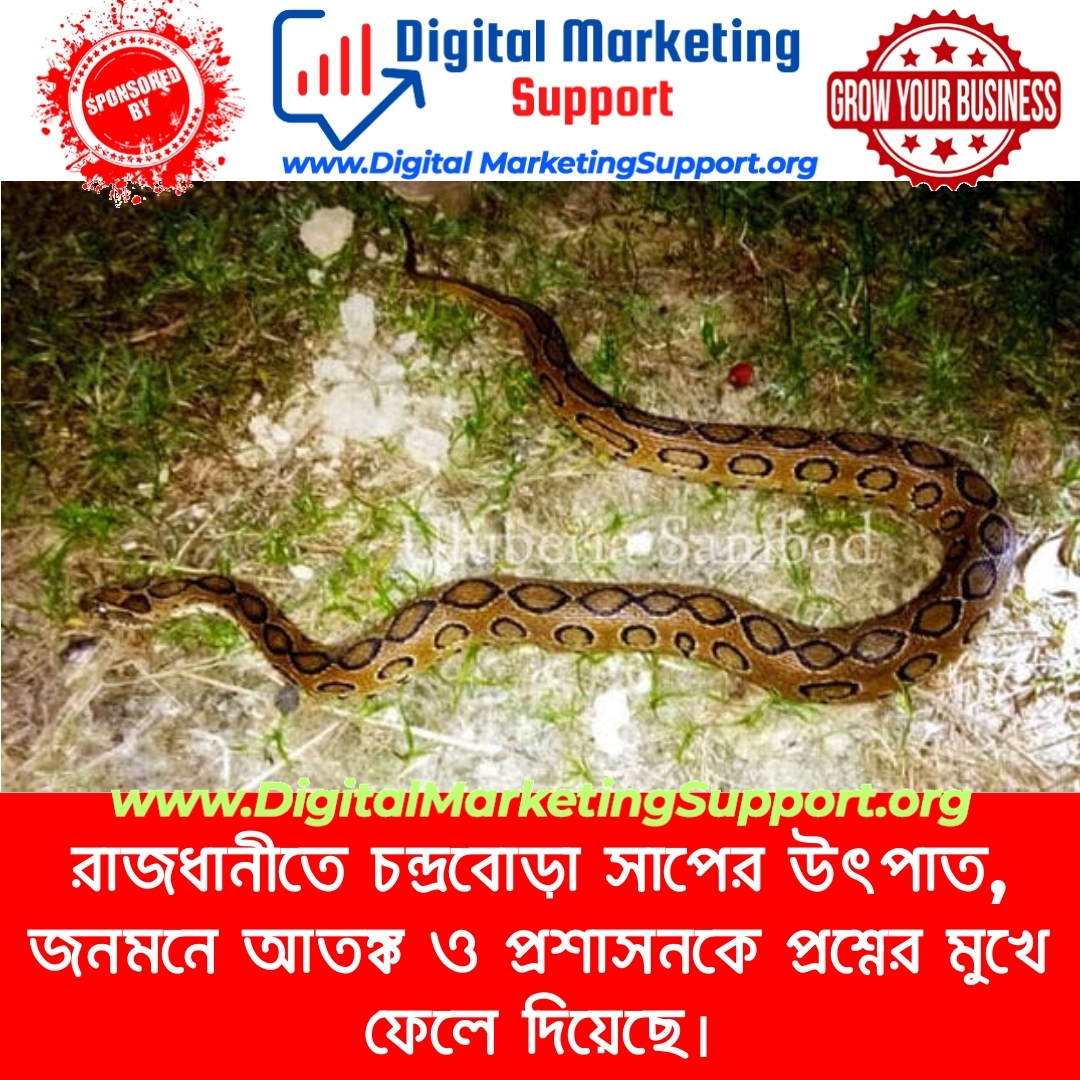 রাজধানীতে চন্দ্রবোড়া সাপের উৎপাত, জনমনে আতঙ্ক ও প্রশাসনকে প্রশ্নের মুখে ফেলে দিয়েছে।